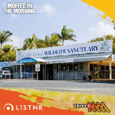 Tiga Cross from Coffs Coast Wildlife Sanctuary Calls Out for Community Help