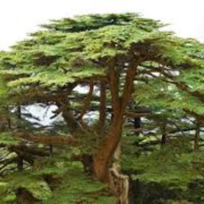 Judges Ch.9 v.20-24 Understanding the Parable