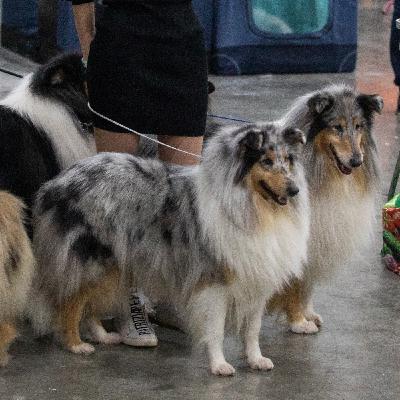 Длинношерстный колли: идеальный компаньон