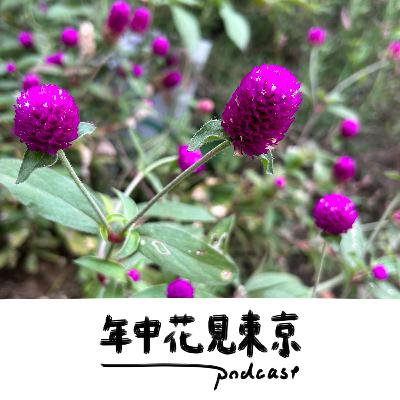 センニチコウにときめく芝公園散歩【#29】