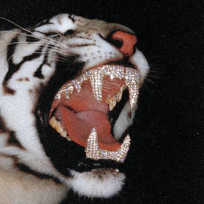 The tiger does not concern itself