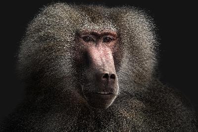Do baboons live in the Sahara desert? Do baboons live in the Sahara desert?