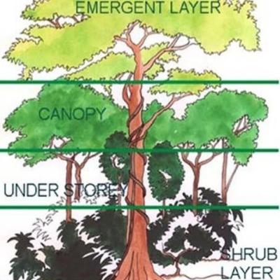 The Equatorial Region