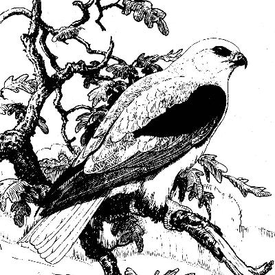 October Meeting: Birds of Antarctica & Southern Oceans