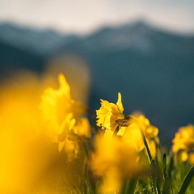 #39 die leuchtende Narzissenblüte am Burgstaller Höfeweg
