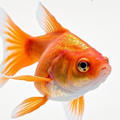 Sizing Up: How to Choose the Right Aquarium Size Sizing Up: How to Choose the Right Aquarium Size