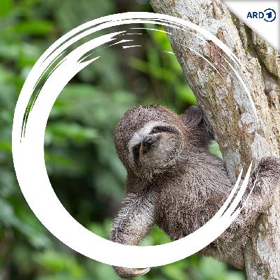 #4 Fortbewegung: Clevere Faultiere und fliegende Eichhörnchen