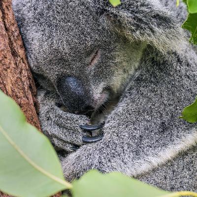 Weniger Müll in der EU | Abkommen gegen Überfischung | Koala-Impfstoff | Hakenkreuze übermalen | Ozonloch schrumpft