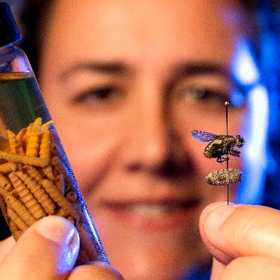 Kriminalistik - Einfach "Kommissar Fliege" fragen