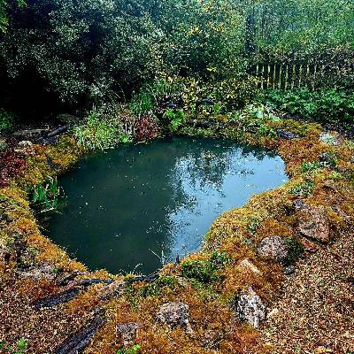 Ponds, quails and duck tales Ponds, quails and duck tales