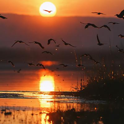 sunrise dub BABICZ_ambient_