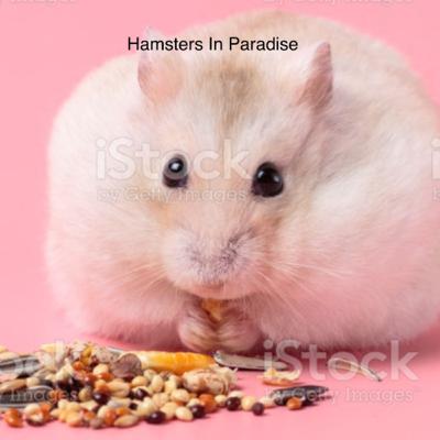 Proper Hamster Care