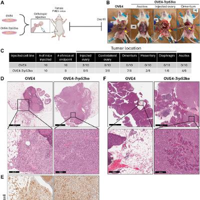 Loss of Trp53 Gene Promotes Tumor Growth and Immune Suppression in Ovarian Cancer