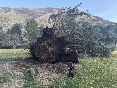 Ep 1155: Live Show 3/21 - Hobble Creek is Recovering