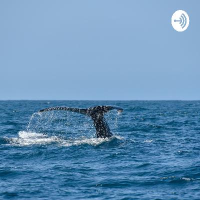 Animales Marinos en Peligro de Extinción