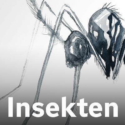 Die japanische Buschmücke