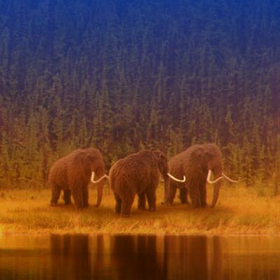 Hunt for the Oldest DNA