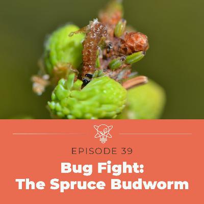Who can take on the spruce budworm?