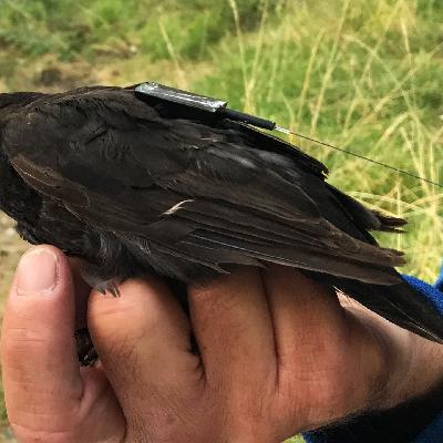 Vom All aus Tiere gucken: Projekt ICARUS startet neu