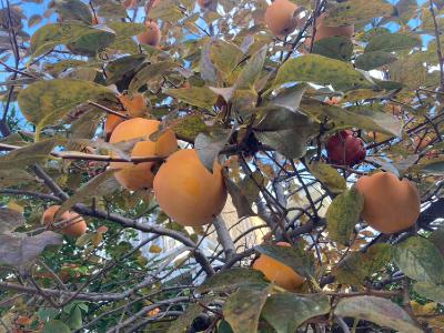 2025.11/20 脱皮の時 from Radiotalk