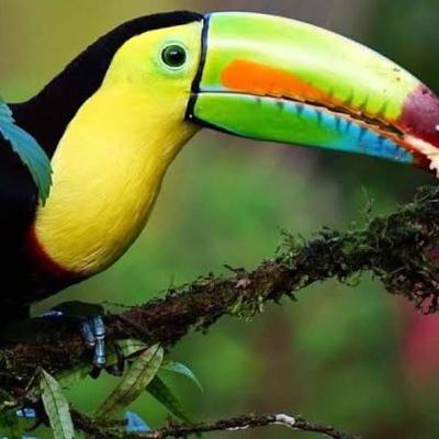 Costa Rica 6IV10