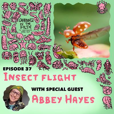 Insect Flight with Abbey Hayes