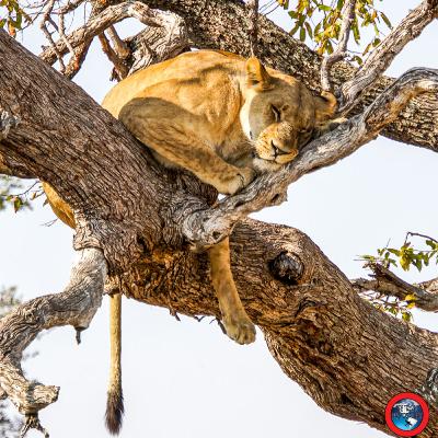 Day 8 – Final Drive of Botswana Safari