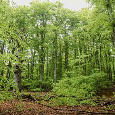 Avsnitt 67 - Drömskogen