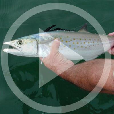 FISHING REPORT: (03.16.21) Water is warming and Spanish mackerel bite is on fire