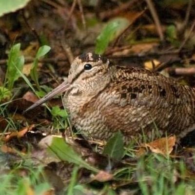 Meet The Woodcock: The Wader That Doesn’t Wade