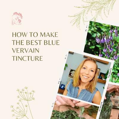 How to Make the Best Blue Vervain Tincture | Herbal Medicine Tips & Benefits