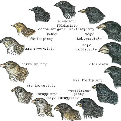 49. rész: Populációgenetika 49. rész: Populációgenetika