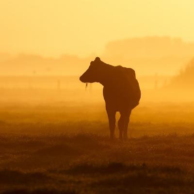 Asian Animal Protein Outlook for 2021 Asian Animal Protein Outlook for 2021