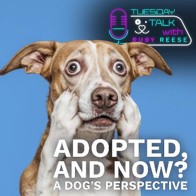 Adopted, and now? - A dog’s perspective