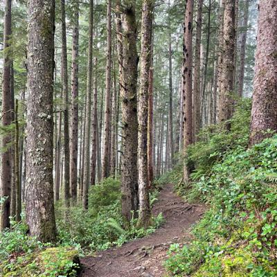 Ep. 19 - BALANCE: Plant a new forest Ep. 19 - BALANCE: Plant a new forest