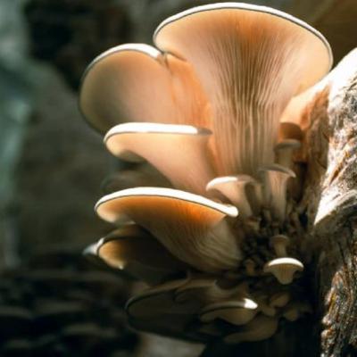 Todo Sobre Hongos| Ep3 | La orellana