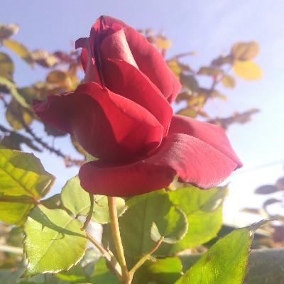 Gratitudes ♡ The Unfolding