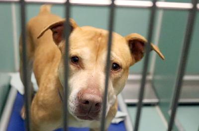 The Rise of Pet Fostering: A 200-Year History