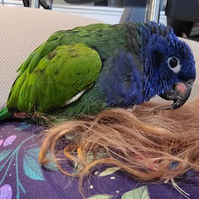 Birds of the Bible