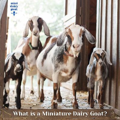 What is a Miniature Dairy Goat? What is a Miniature Dairy Goat?