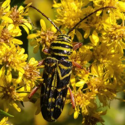 #19—Ode to Glorious Goldenrod (And Its Pollinator Friends)