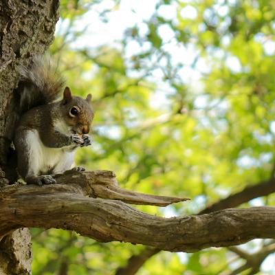 Ep 6: Charming Rodentia? Tall Trees? Paper Goods? Ep 6: Charming Rodentia? Tall Trees? Paper Goods?