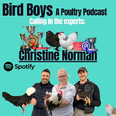 Calling in the experts: Christine Norman
