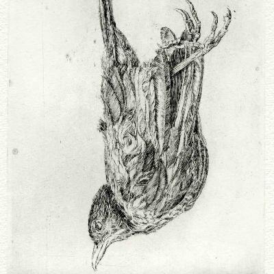 COLUMN : Les écologistes du plomb - De jacht in Frankrijk