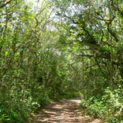 199 Joinville, Brazil - Search for Kaempfer's Tody-Tyrant 199 Joinville, Brazil - Search for Kaempfer's Tody-Tyrant