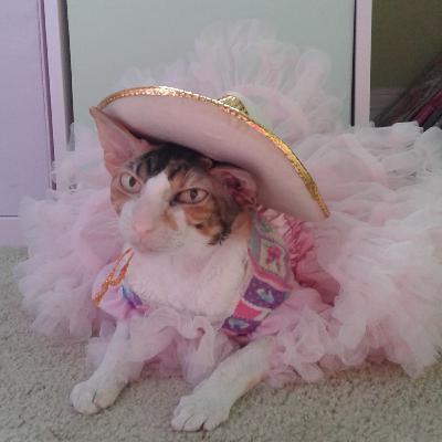 Strange cat behaviours