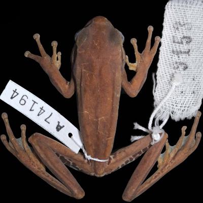 Historical DNA Places an Apparently Extinct Gladiator Frog in the Phylogeny of the Boana pulchella Group (Anura: Hylidae)