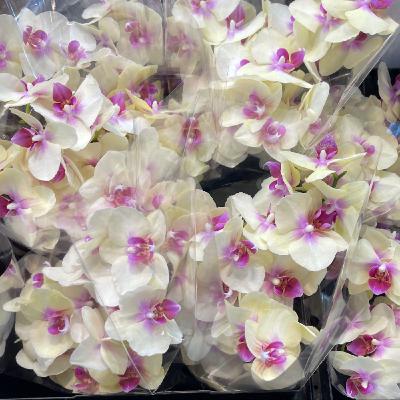 EP213 怎麼種好紛飛的蝴蝶蘭 / 臺灣蘭花百姿(下) EP213 怎麼種好紛飛的蝴蝶蘭 / 臺灣蘭花百姿(下)