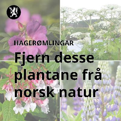 Hagerømlingar
