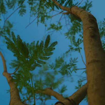 Cet arbre planté en juin a survécu à la canicule de juillet (et je vous explique comment)